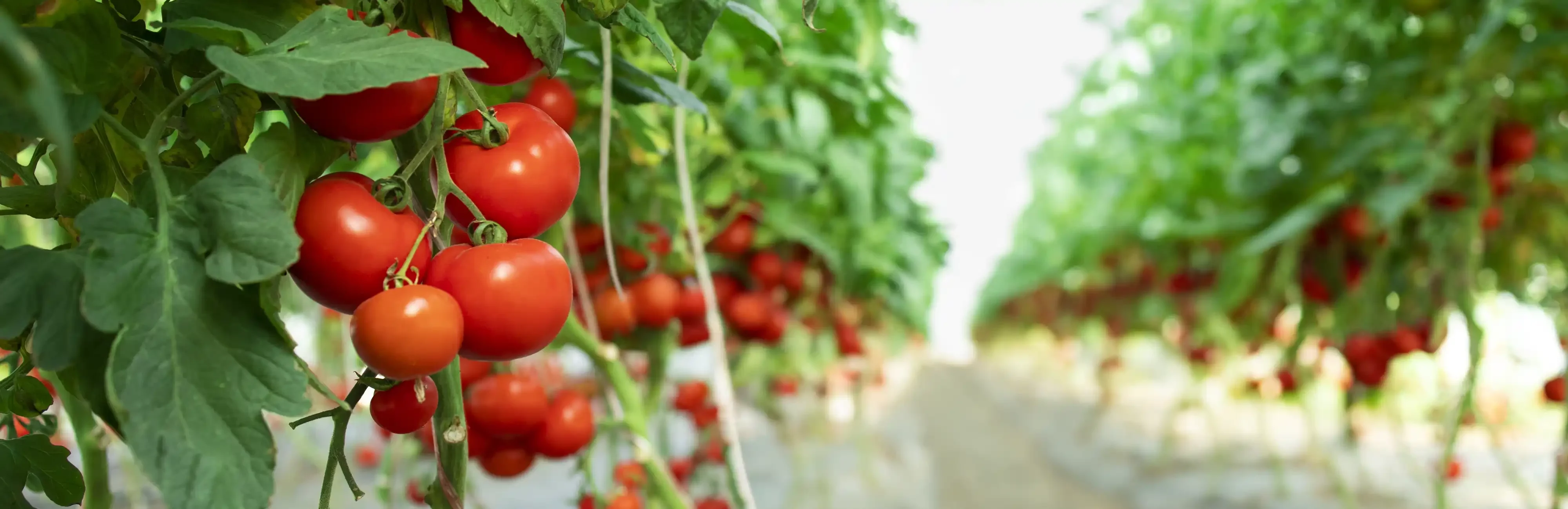 Tomaten-Plantage – Saatgut mit SN Beutelverpackungslösungen verpackt